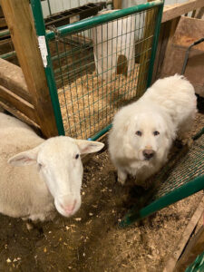 Katahdin Sheep and Great Pyrenees dog