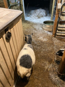 black and white goats looking at snow