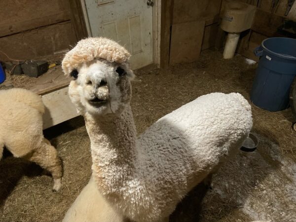 Alpaca with snow