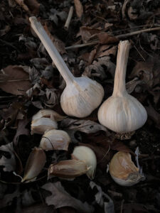 planting garlic, National Garlic Day