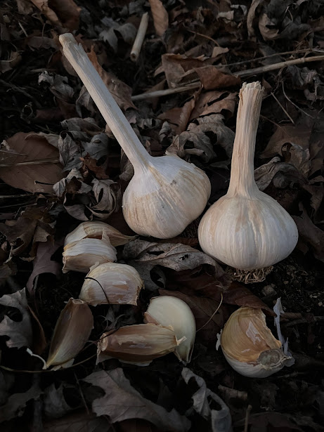 You are currently viewing National Garlic Day