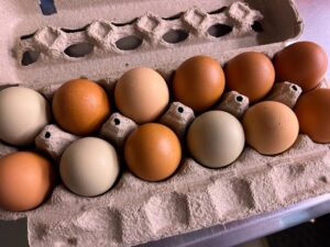 one dozen barnyard mix eggs