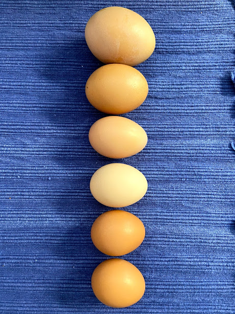 six barnyard mix eggs on blue cloth