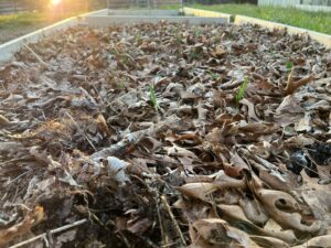 garlic sprouts in backyard garden, surrounded by leaf mulch