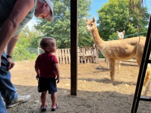 boy in red shirt watching an alpaca