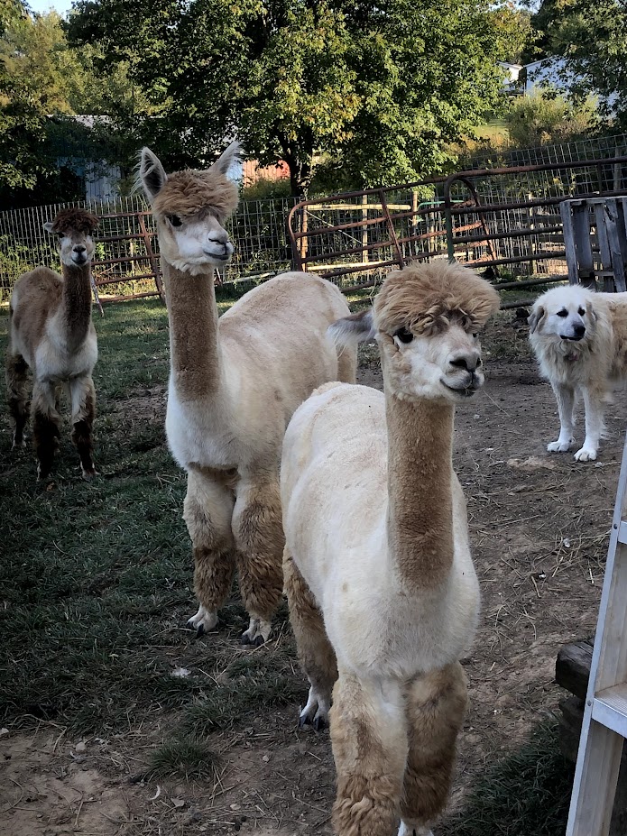 You are currently viewing It’s #ALPACTOBER