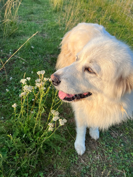 white dog with wild yarrow