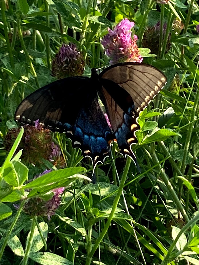 swallowtail butterfly on pink flower