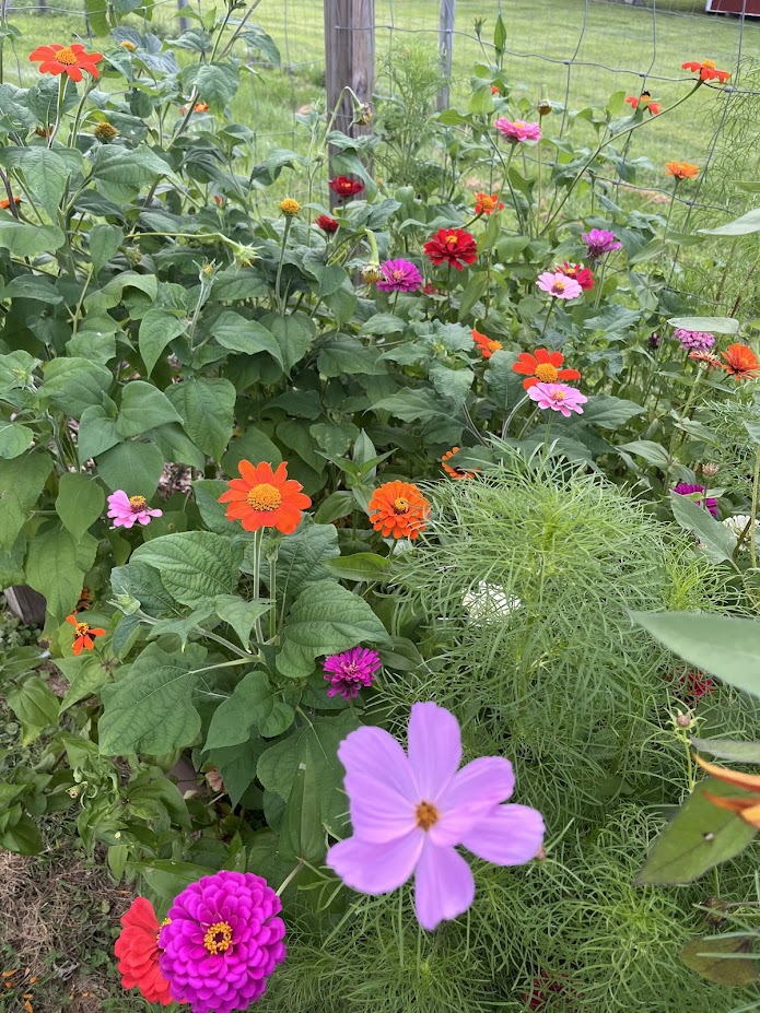 You are currently viewing Growing Your Own Dye Garden