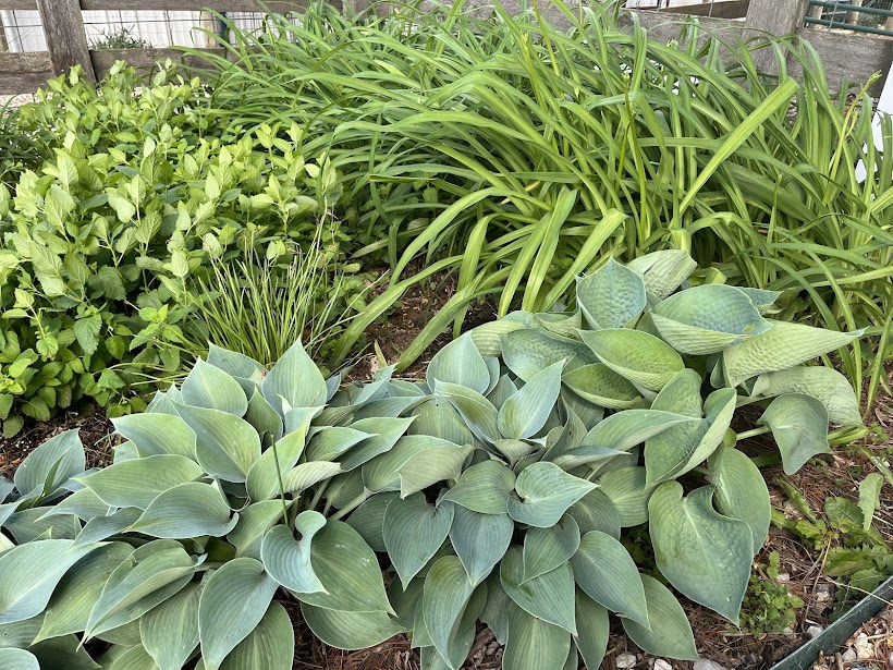mulched garden bed several weeks after adding raw alpaca fiber and Katahdin hair shed