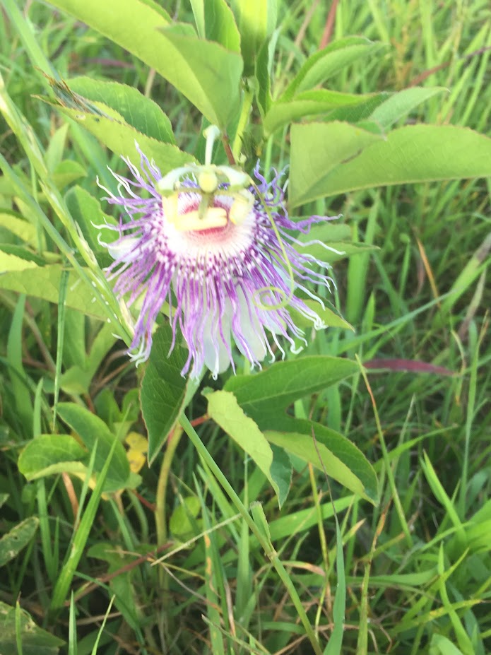 You are currently viewing All You Need to Know About Passionflower