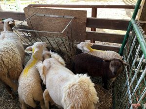 kathadin sheep, hair shed and left with tutu