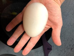 A hand holding a very large farm fresh egg