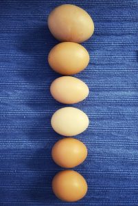 A row of brown farm fresh eggs arranged in a line on a blue background.